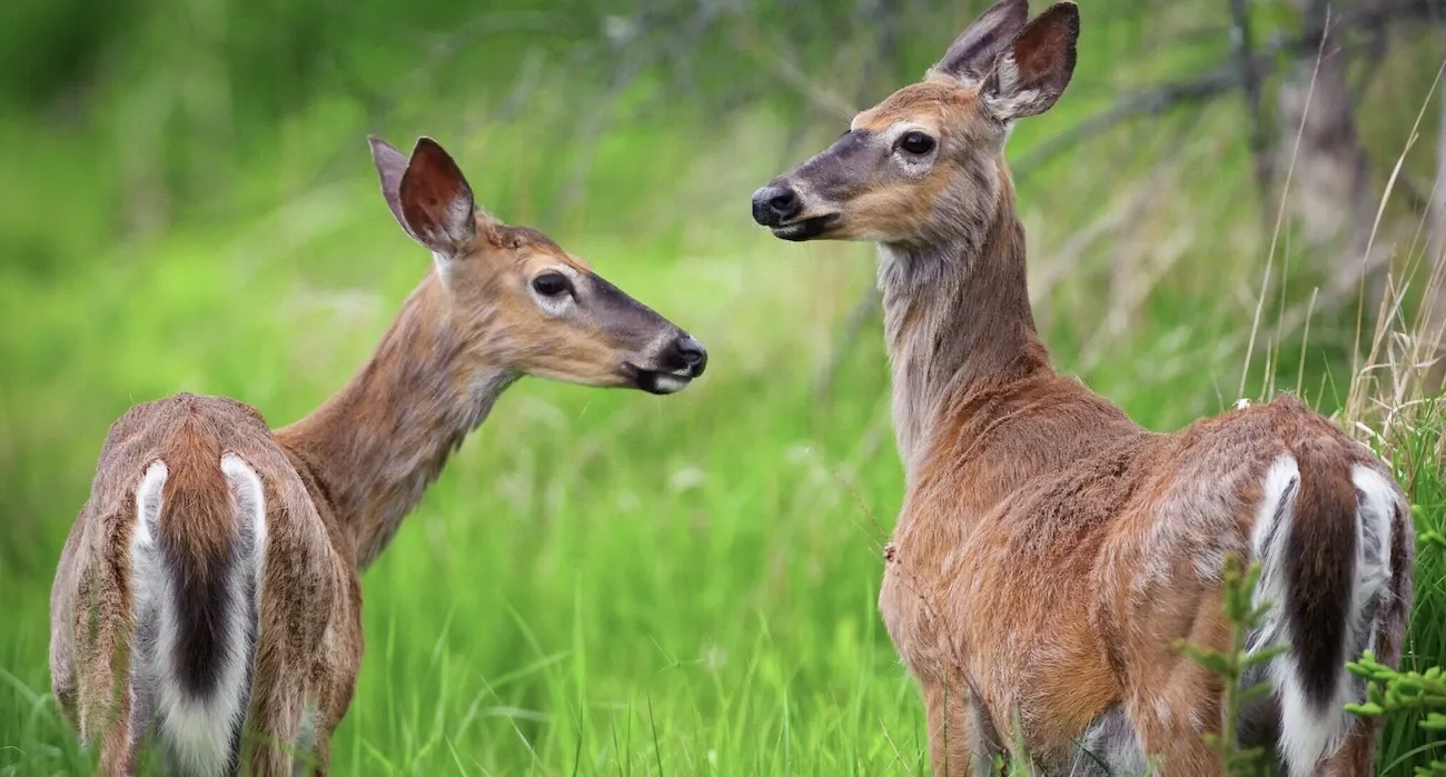 This is a picture of two deer who have contacted Chronic Wasting Disease. They appear sick.