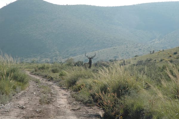 Trophy Bull Elk at Circle Ranch in West Texas