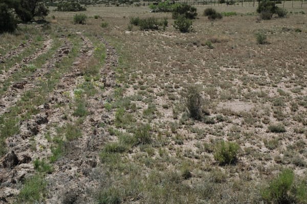 Desert grassland after winter moisture