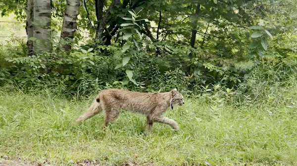 Rare Creature Seen for First Time Since 2018, Vermont Officials Say. ‘That’s No Bobcat’