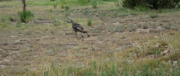 Baby Turkey in West Texas