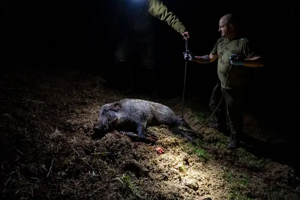 The Loch Ness Monster Has Company in the Neighborhood: Wild Boars