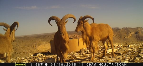 Bighorn sheep in West Texas desert, drinking water