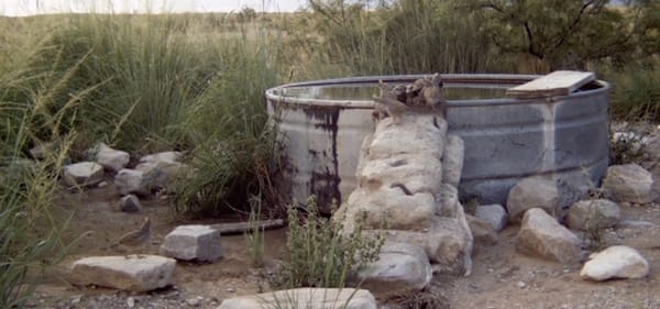 Blue Quail on Circle Ranch Waterer, August 2007