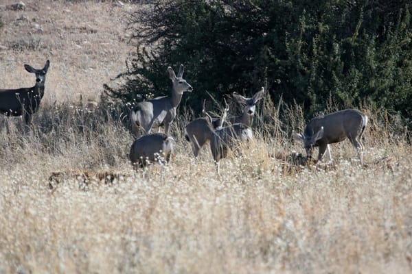 Of Mule Deer and Paradigms