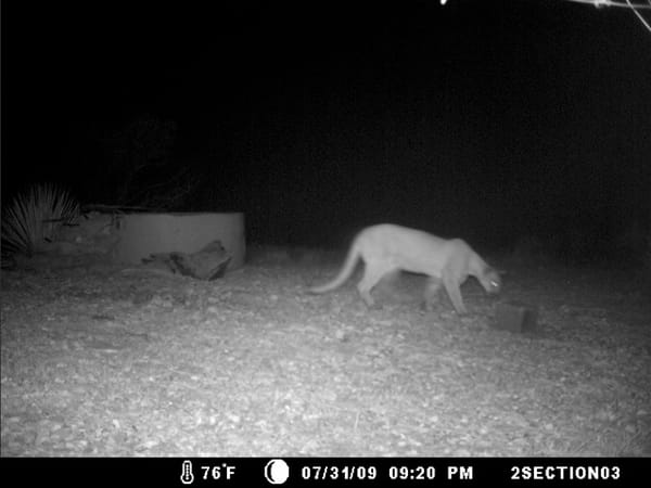 Cougar roaming at night in West Texas