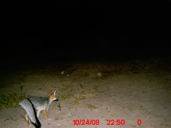 Coyote roaming at night in West Texas