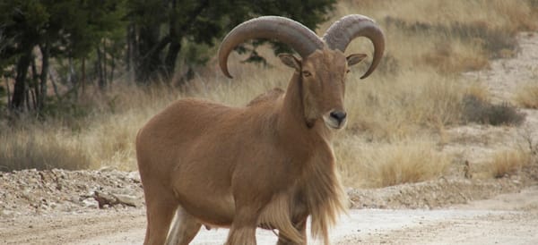 An Aoudad, or Barbary Sheep, in West Texas