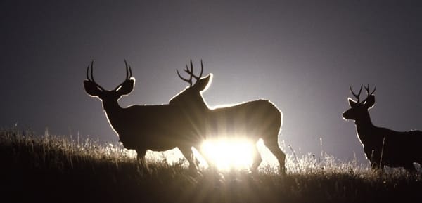 White tail deer on a hill at sunset