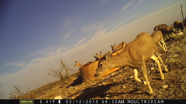 Deer at a watering tank in West Texas