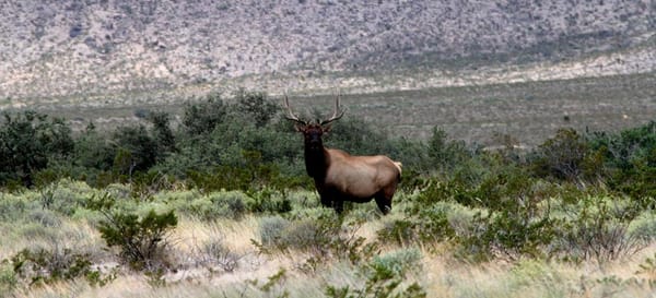 Elk on private land in West Texas