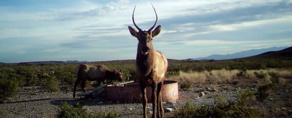 Chris Gill to TPWD Executive Director Carter Smith on Elk Eradications