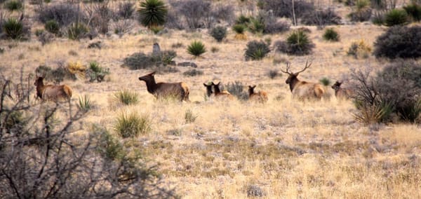 Elk herd in desert grasslands of West Texas