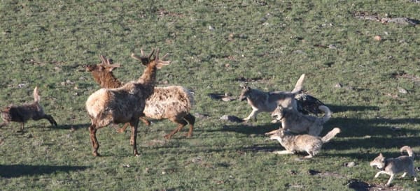 Elk being trapped and removed in Big Bend National Park