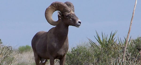 Desert Bighorn Sheep