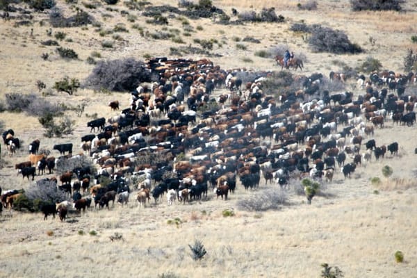 Cattle herd in desert grasslands of West Texas