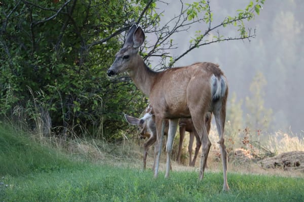 Deer migrating