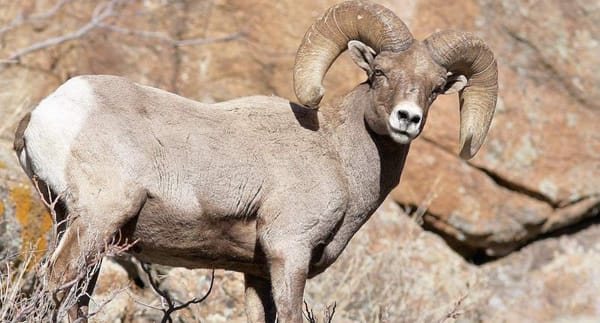 Giant Hybrid Sheep' Created on Montana Ranch Could Bring Prison Time for 80-year-old Breeder