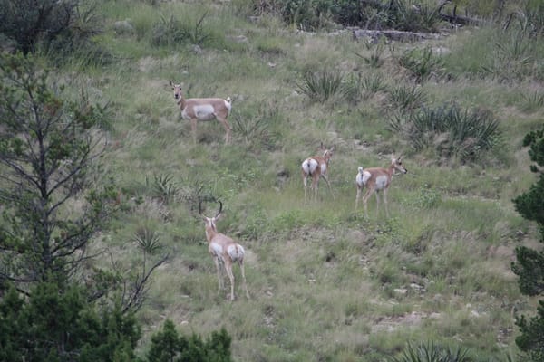 Pronghorn Family in the Mountains of West Texas