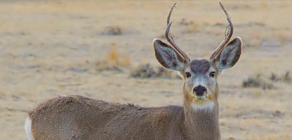 A mule beer buck in the desert mountains of West Texas