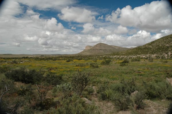 Desert grasslands of West Texas