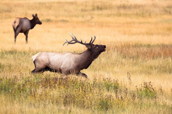 a native Elk roaming the desert grasslands of West Texas