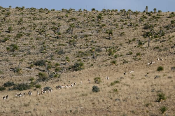 A pronghorn herd in desert grasslands of West Texas