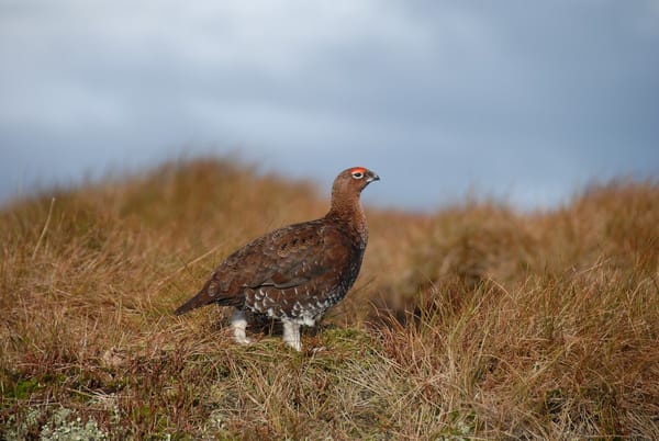 Sage Grouse