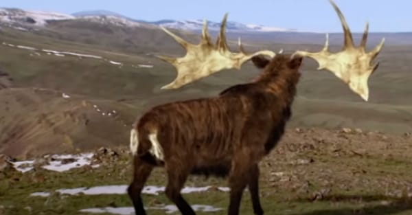 Giant Irish Elk: The Largest Deer To Ever Live | Extinct Animals Documentary