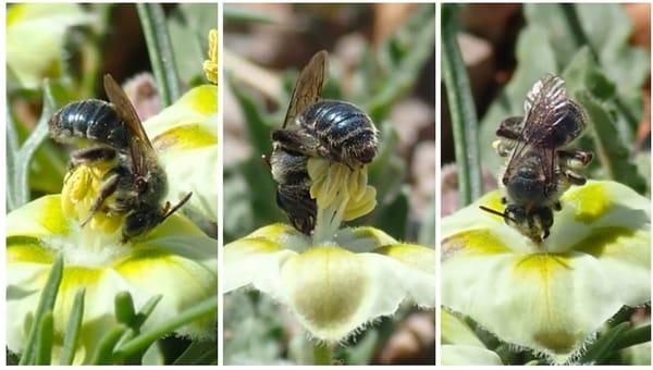 A New Bee Species Was Discovered in Texas and Oklahoma. Here's What to Know