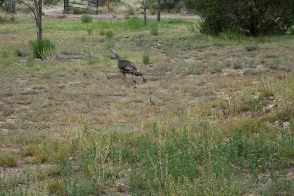 Turkey Family: 9/3/10