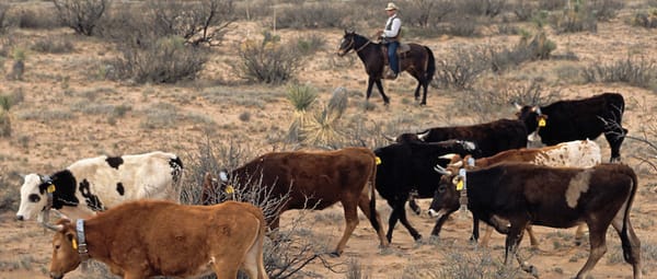 crillo-cattle-high-country-news-body-feature