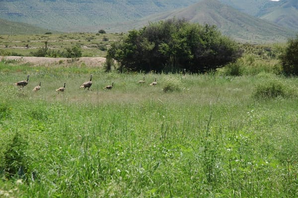 Turkey Family in West Pasture, 8/10/10