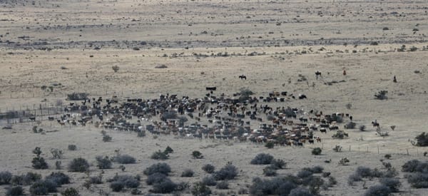 Multi-Paddock Grazing