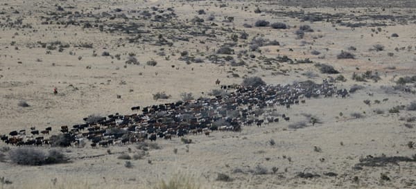 Results of Planned Grazing on Ranges of Northern Rocky Mountains