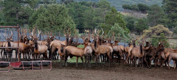 Cattleization of Wild Deer Poses Unknown Risks