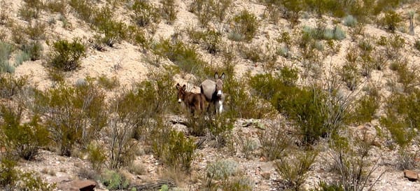 Burros and Bio-Diversity: The Rest of the Story