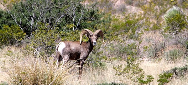 Circle Ranch - Cows and Bighorn Sheep