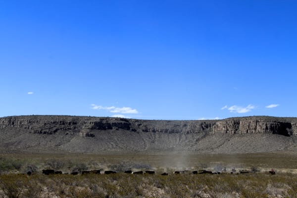 Desert Grasslands Restoration: Time Can Be a Grazier's Best Friend or Worst Enemy