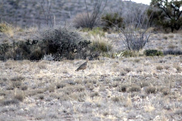 Spring Scenes at Circle Ranch