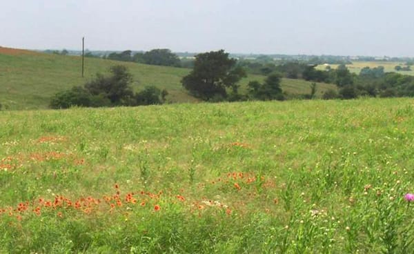 Restoring Desert Grasslands: A New Book by Allan Savory