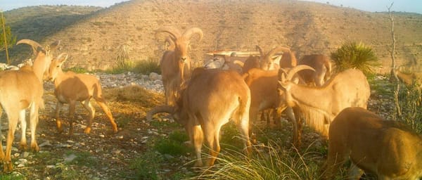 Attacking Aoudad on Behalf of Bighorn