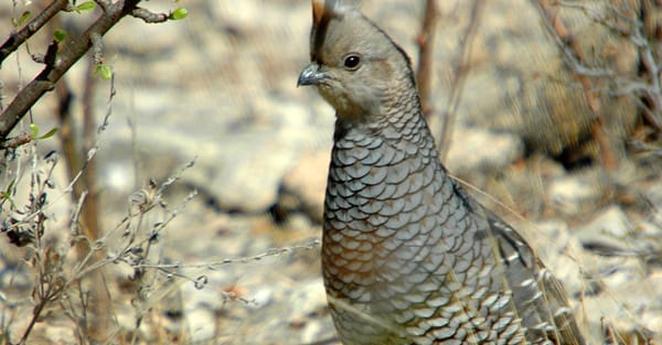 The Forgotten Quail Decline: Plight of the Scaled Quail