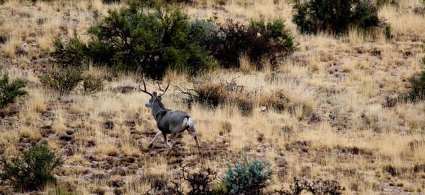 Desert Mule Deer "Management": Does Culling Low-Point Desert Mule Deer Bucks Help or Harm the Herd and Its Genetics?