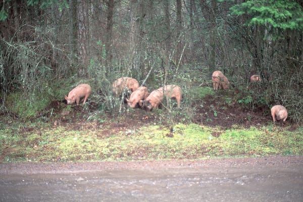 The Feral Pig “Problem” - Part III