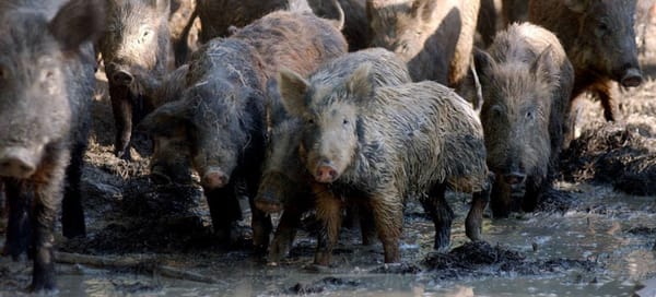 The Feral Pig "Problem" Part V