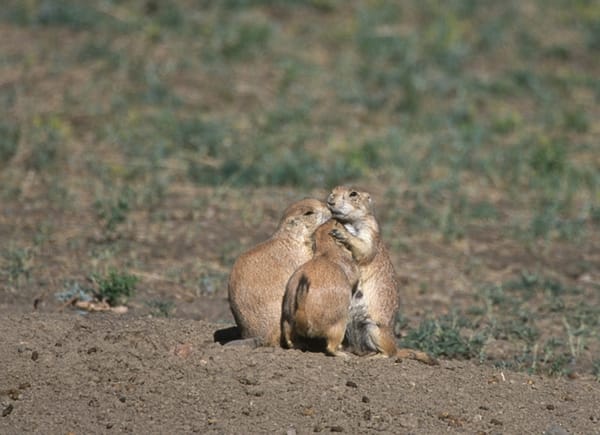 Sunset, Wildlife and Coyote Herding Quail