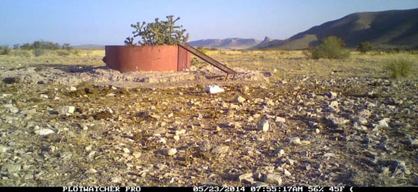 Mule Deer, Desert Bighorn and Quail