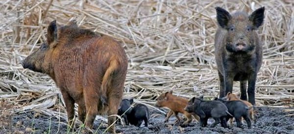 Texas Hunters Want to Put the Kibosh on Ag Commissioner’s ‘Feral Hog Apocalypse'