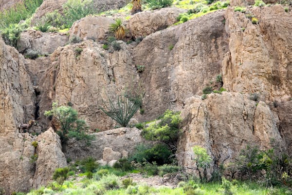 Hunting Desert Bighorn Sheep at Circle Ranch, September 2014